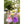 Load image into Gallery viewer, Princess - Purple Blossom Fairy Clair&#39;s Corner
